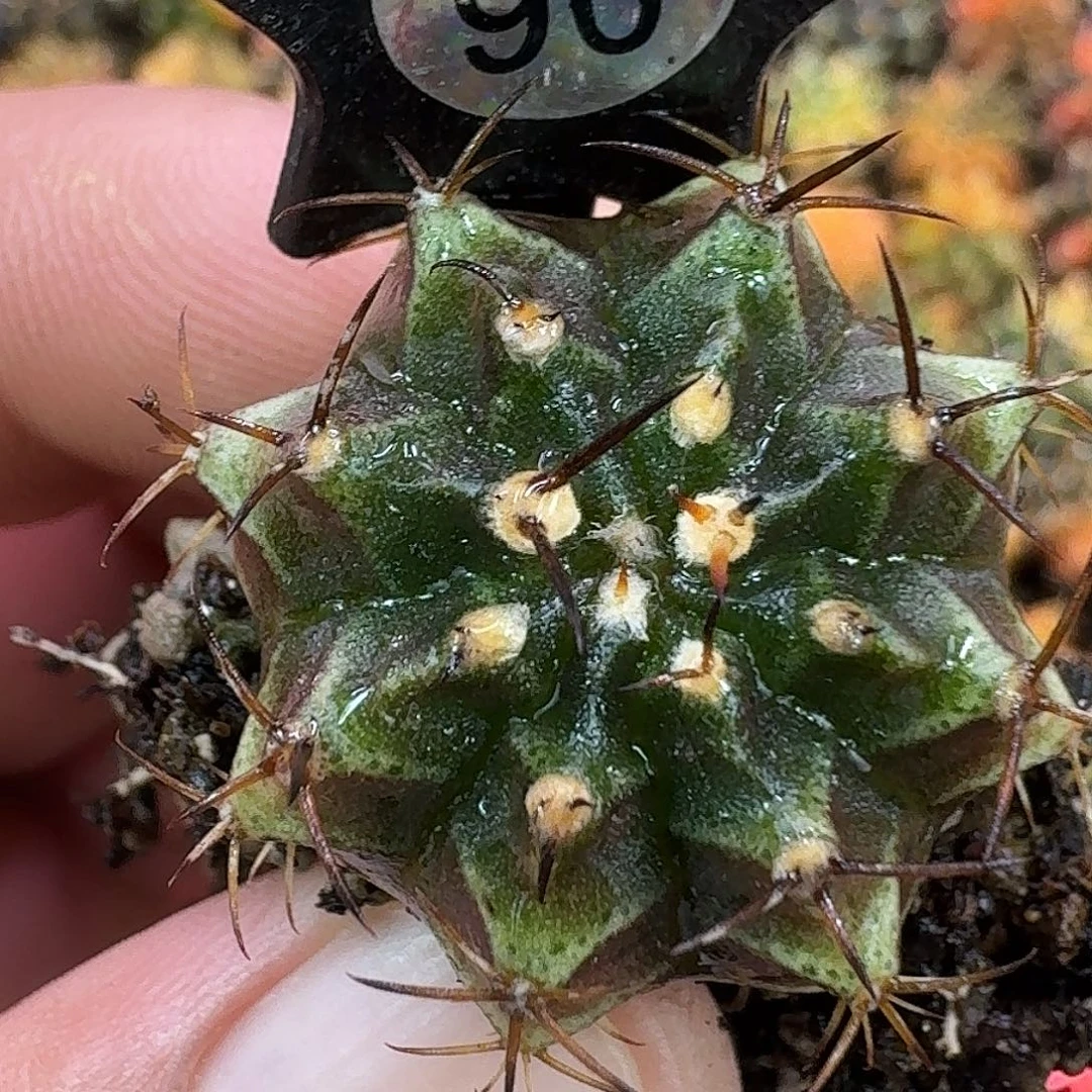 米哈实生自然锦90