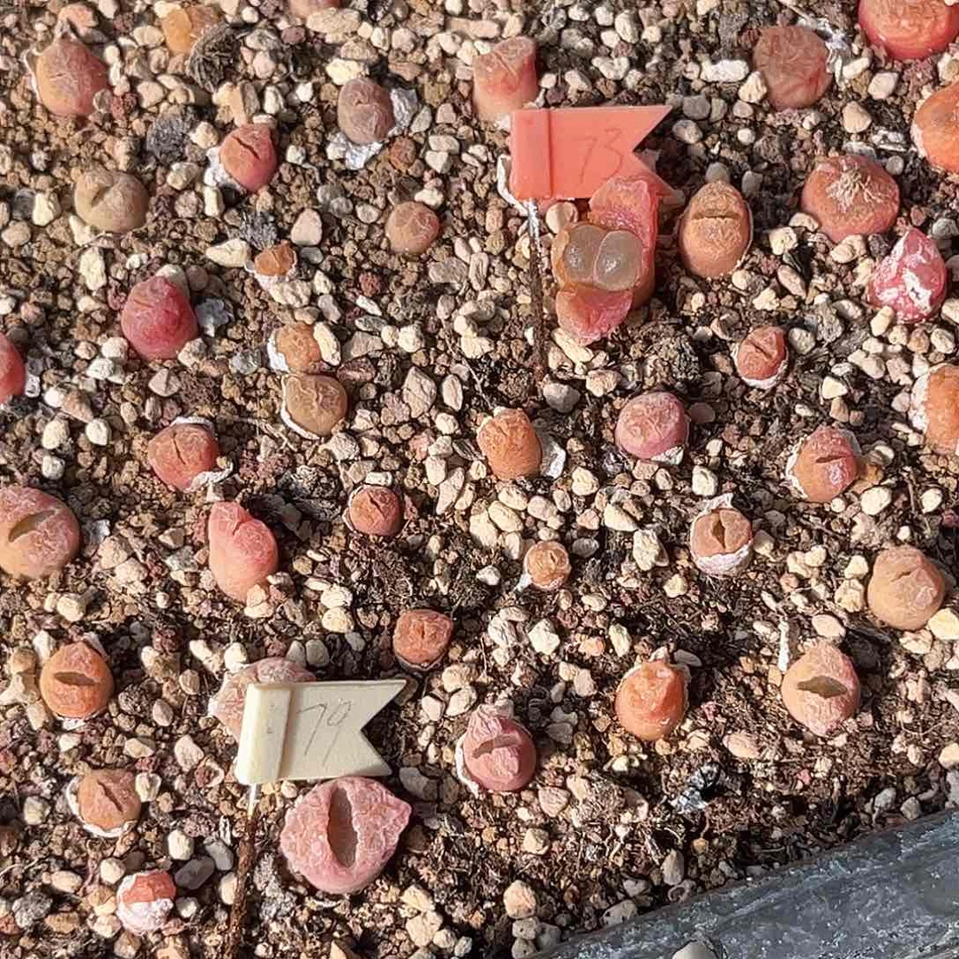 多肉植物满58包邮