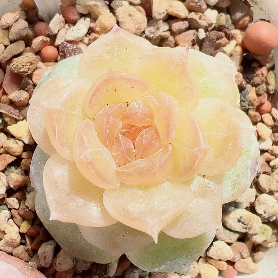 758噶好可爱啊好可爱啊