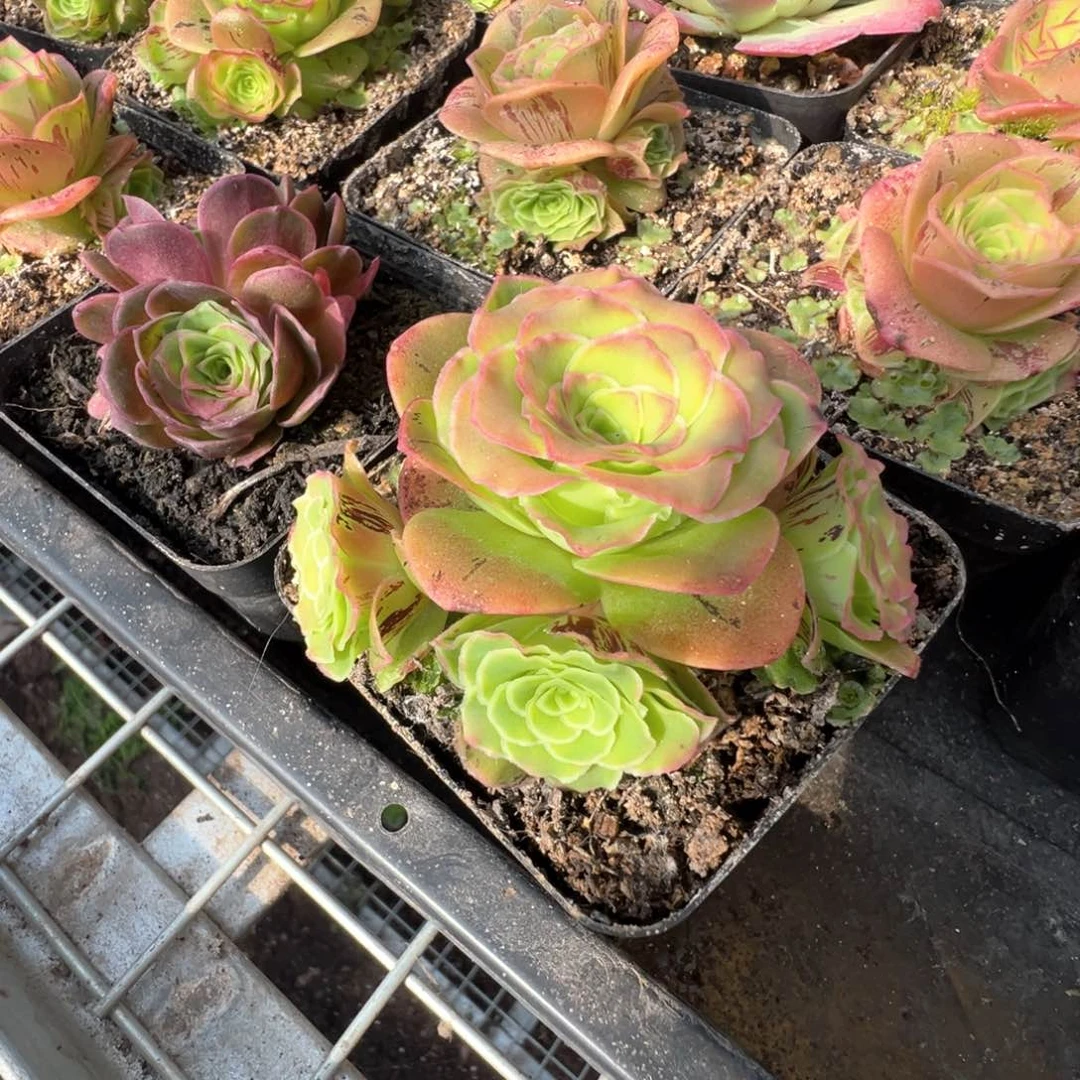 秋红叶侧芽3蕾丝