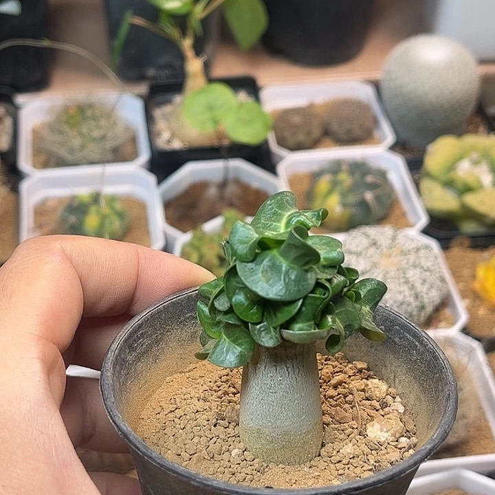 无花朵卡汉羊角沙漠玫瑰