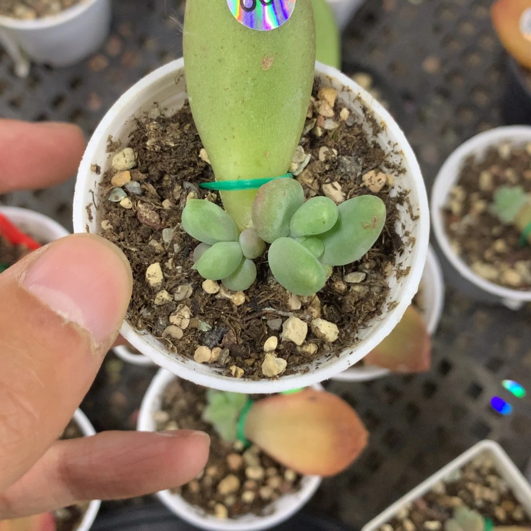 乌里韦亚叶插苗多头861