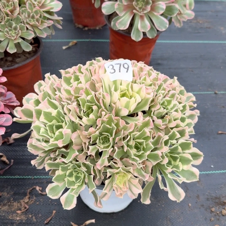 北***大白凤法师一颗，379