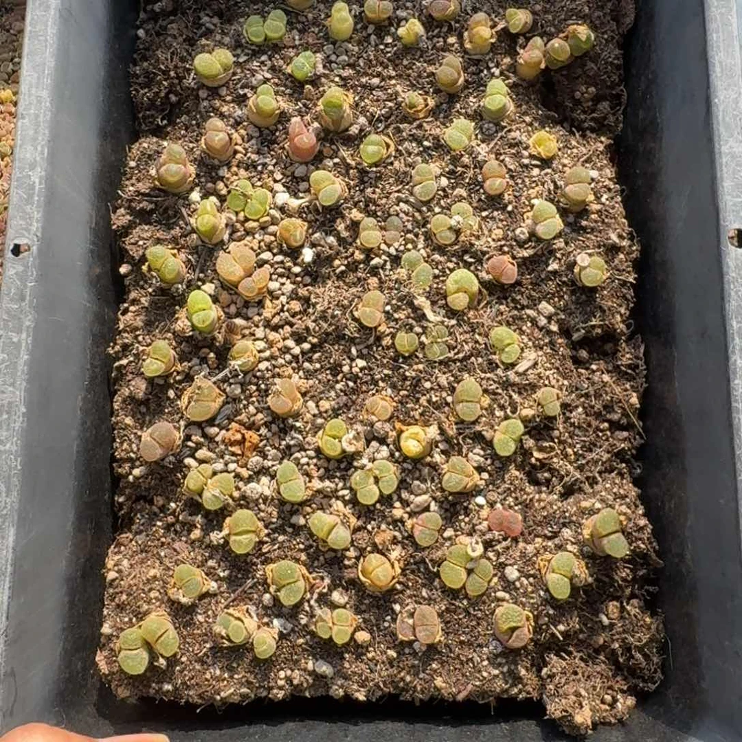 迟****樱花风铃吃鱼独立福利