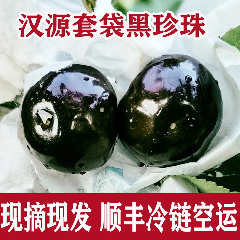 【汉源黑珍珠】（川渝拍）汉源套袋黑珍珠车厘子新鲜大樱桃顺丰礼盒装