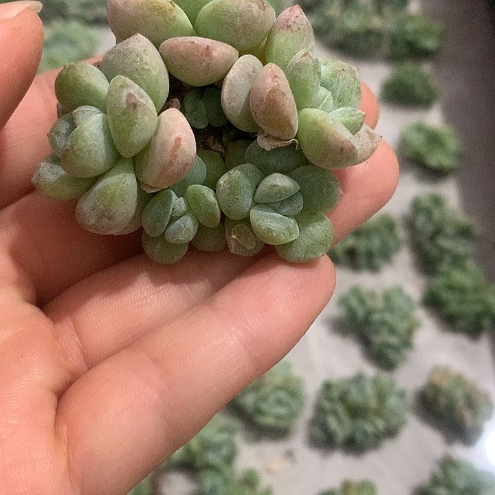 多肉植物一物一拍