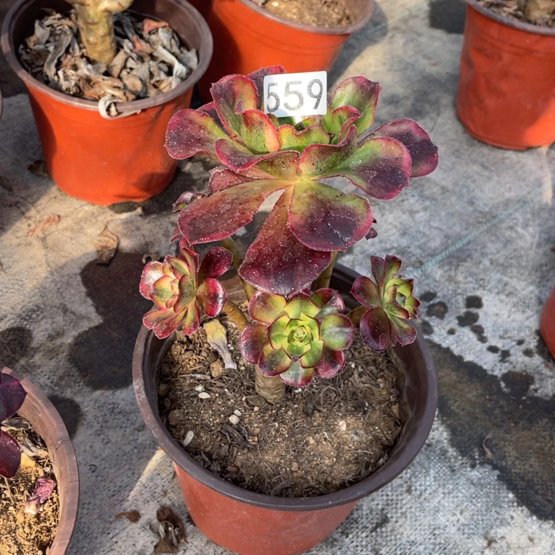 魅影多肉植物老桩