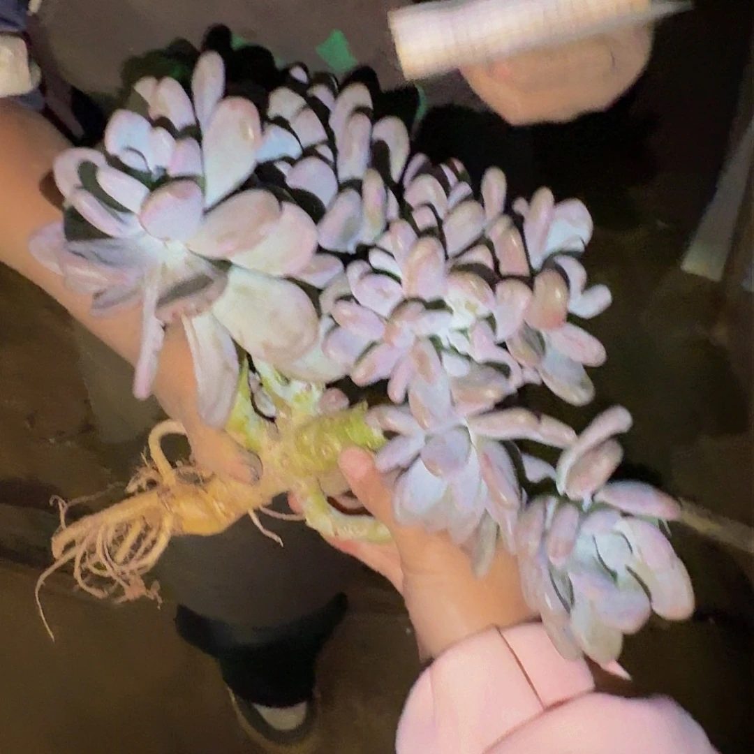 ?****?月美人一颗6520