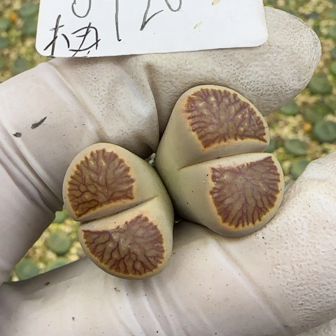 0920。抽奖当天随单发走。过时无效。