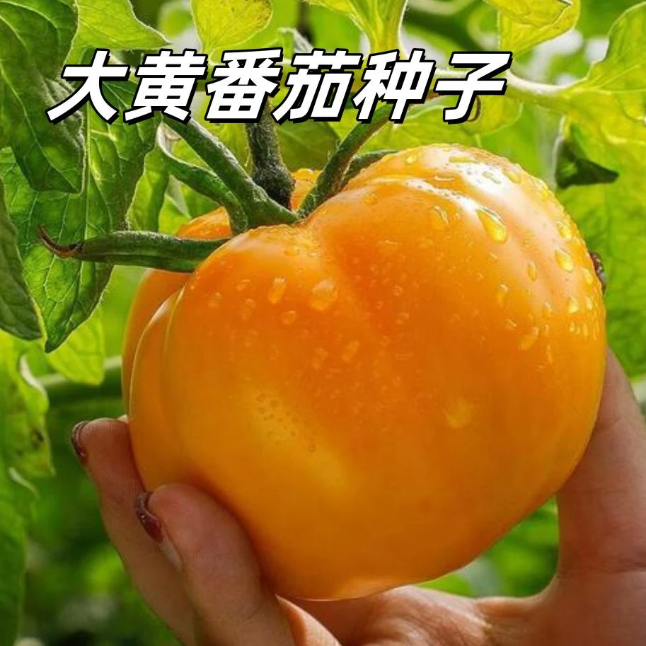 老品种沙瓤大黄粉番茄种子大黄柿子种子老品种西红柿盆栽蔬菜种子