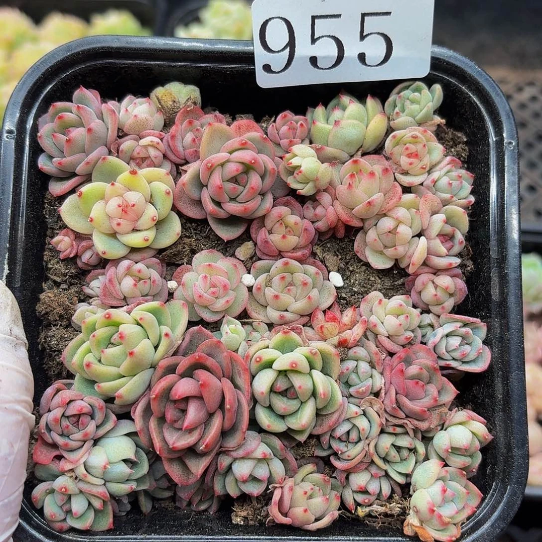 多肉植物多肉植物955