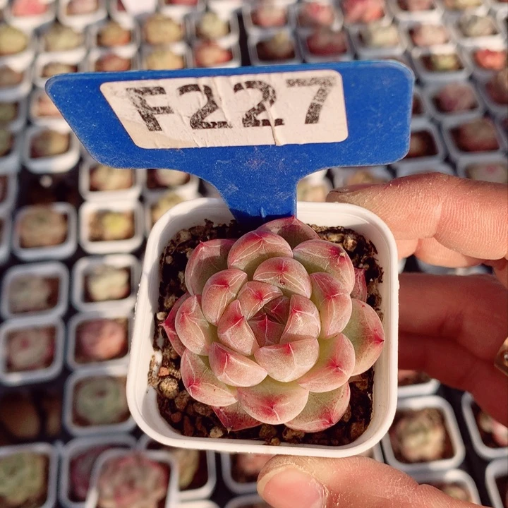s****e新品4.5cm多肉植物