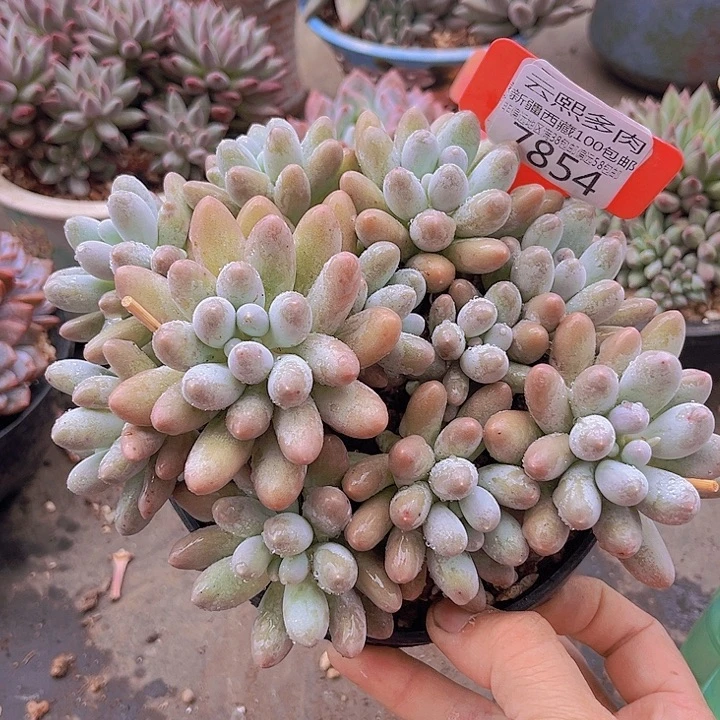 7854汤圆。