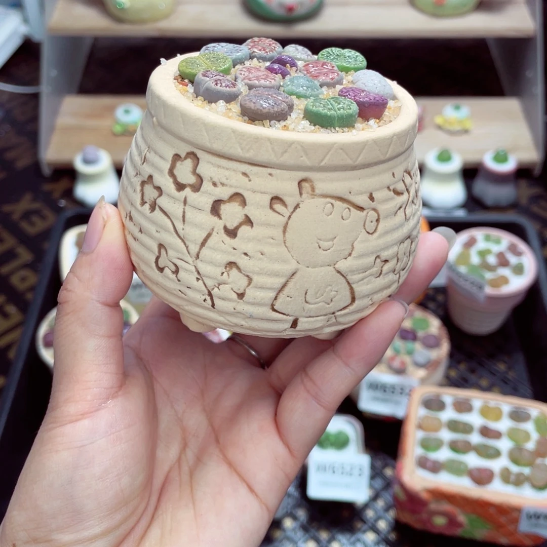 w6538福利 带盆土发货一物一拍