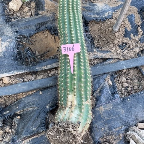 香**毒飞碟毛花柱3106有斑介意勿拍