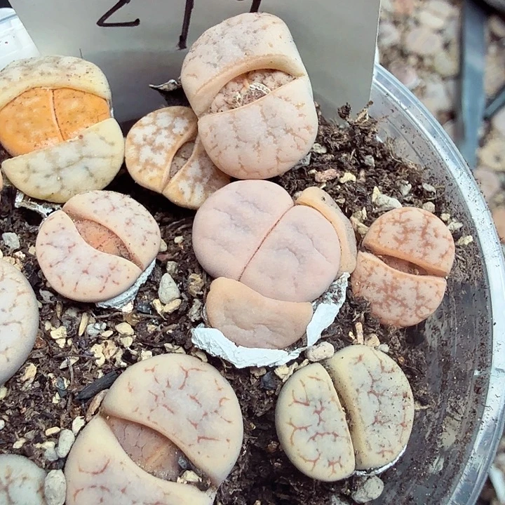 是一个不想被束缚299好