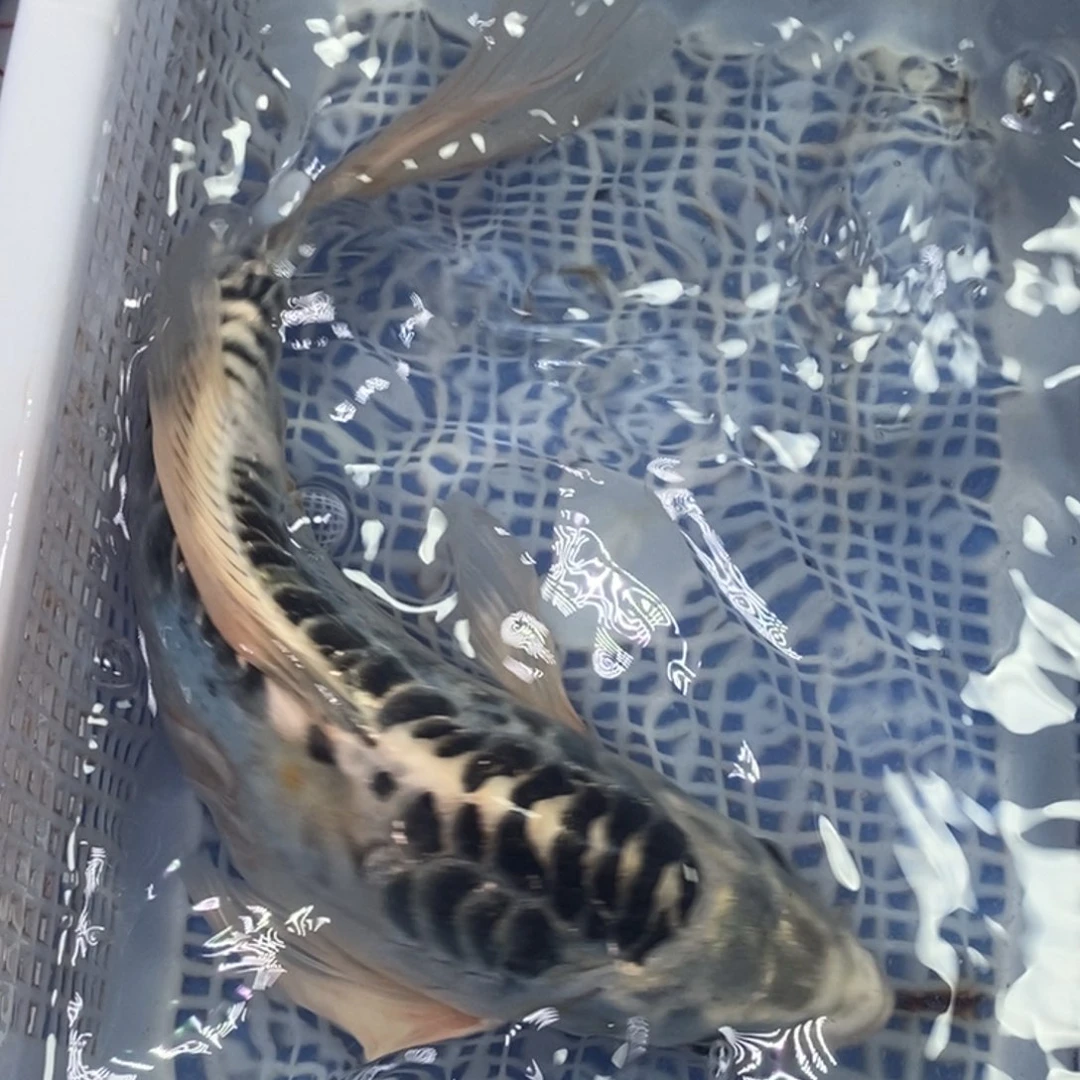锦鲤冷水金龙包邮