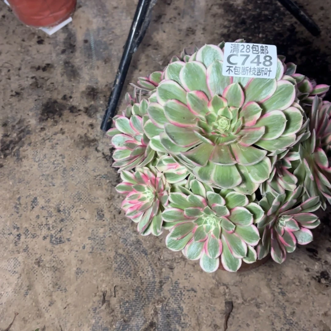 @***HM. 748孔雀翎多肉12233