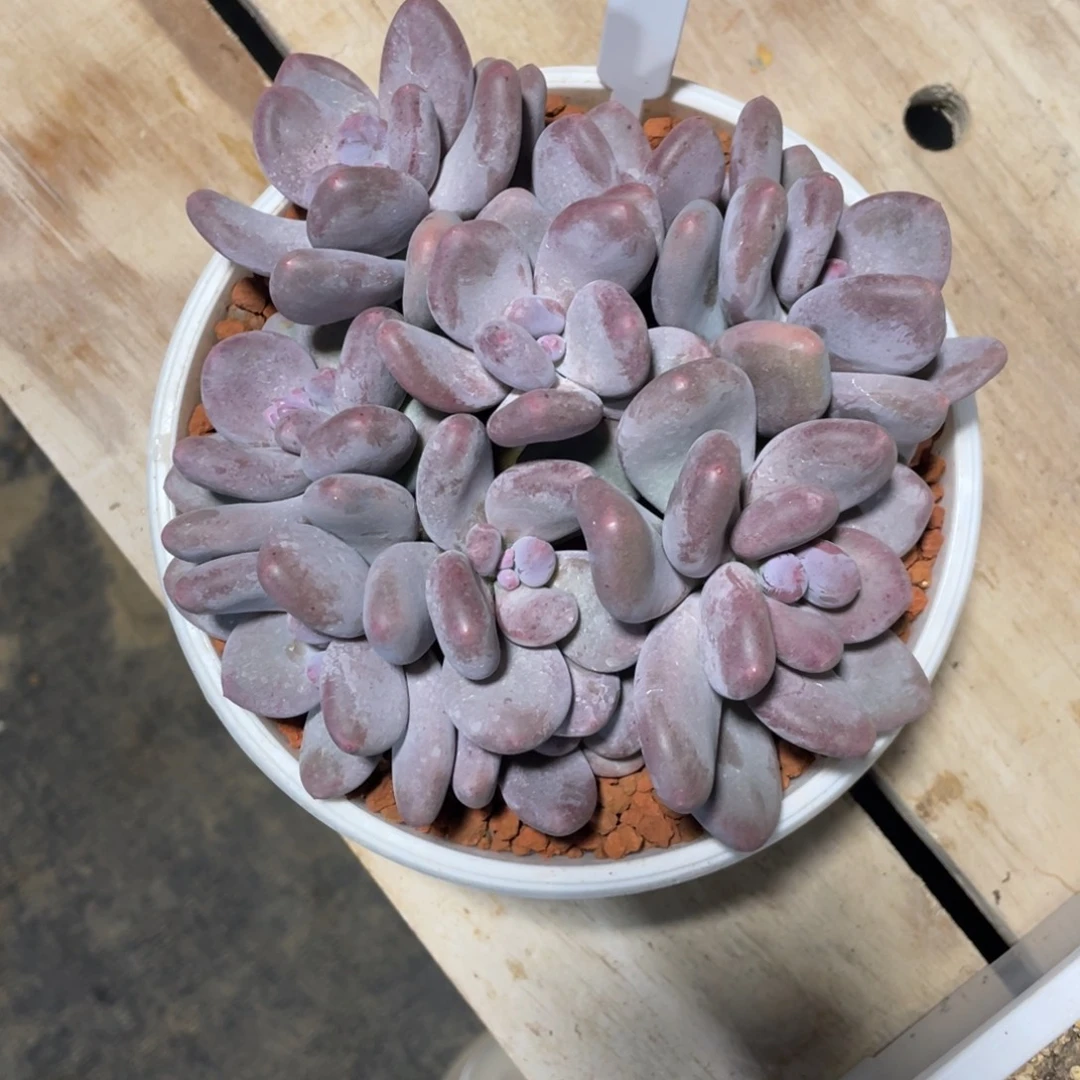 大叶奶拼的一物一拍中通快递