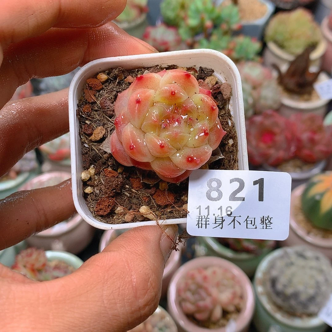 抹***袋精控拇指盆11.16821带盆