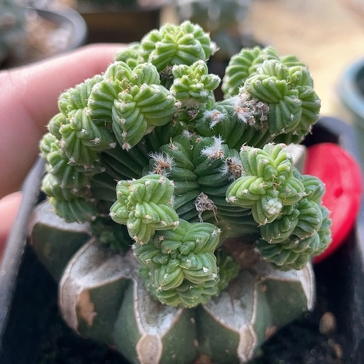 仙人球五星花龙群1