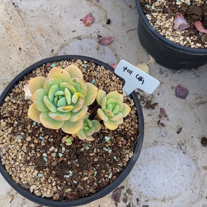 中***动柚子茶1111111111