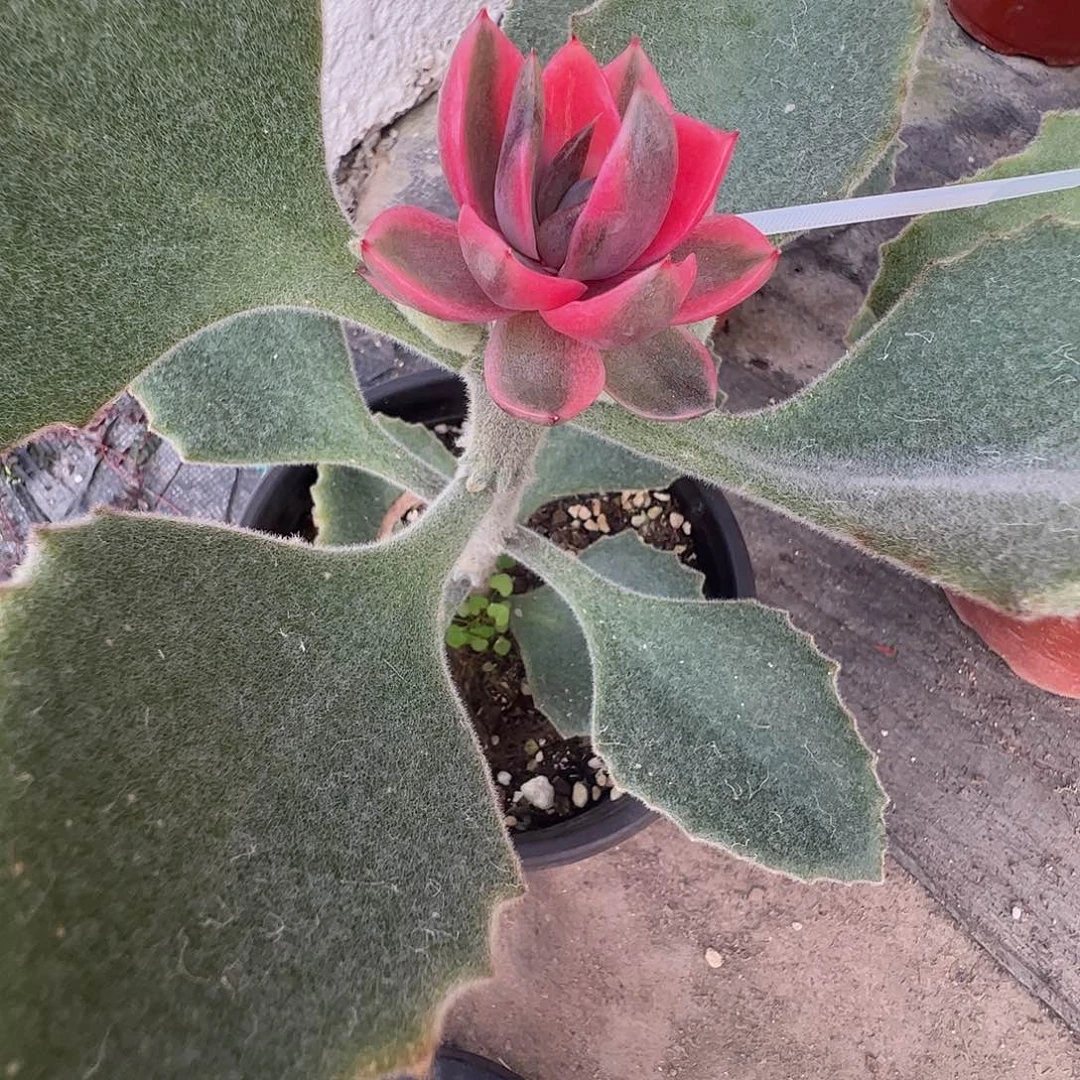 *****多肉植物多肉植物