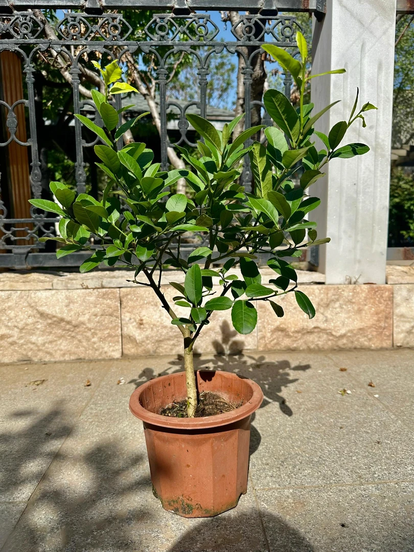 香水宁蒙树苗盆栽室内景观绿植四季常青好养