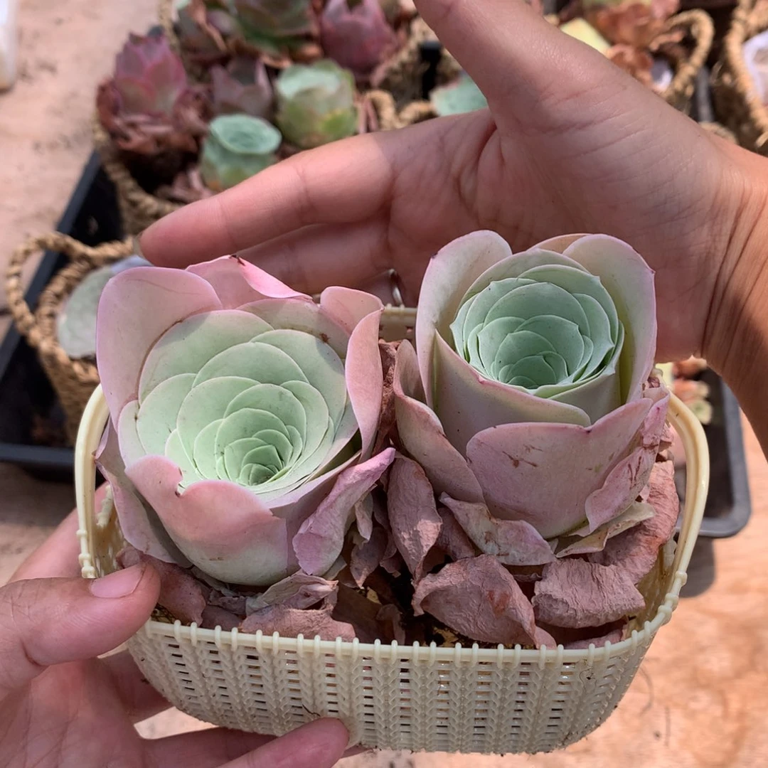 2颗大单头粉玫瑰