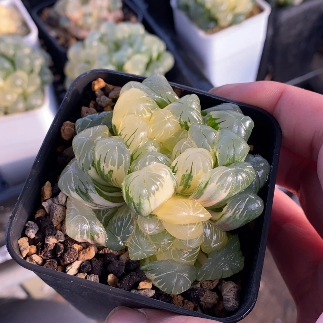 一颗大母本湖水玉露锦 新年福利