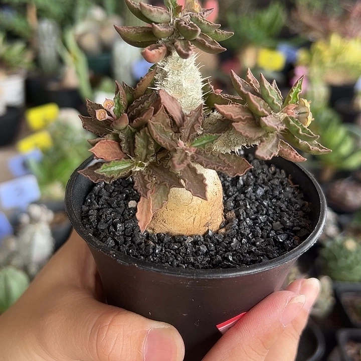 红叶精控图拉大戟带盆111111