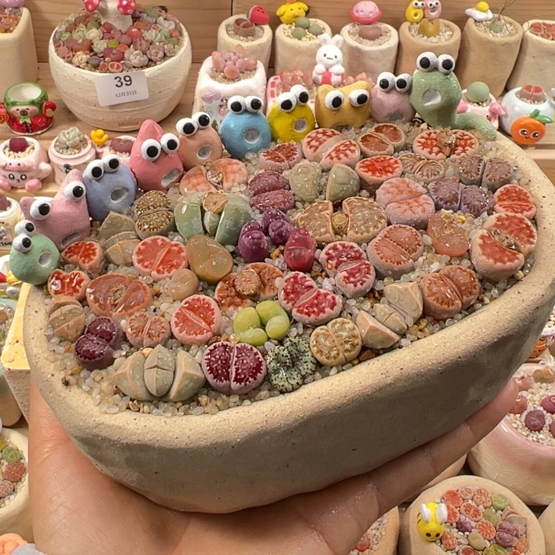 多肉植物76号彩色