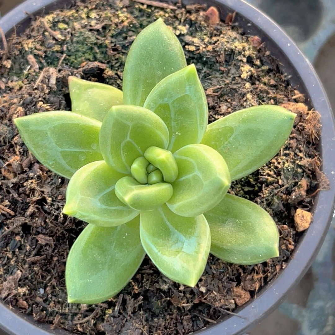 影***源美人系多肉植物寄养