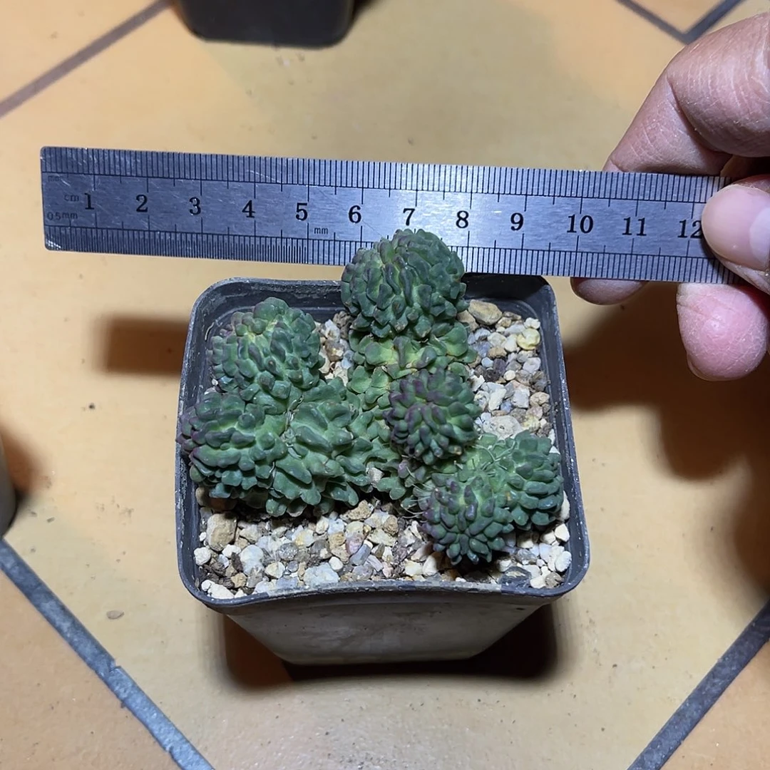 蝌蚪丸一物一拍下单包邮