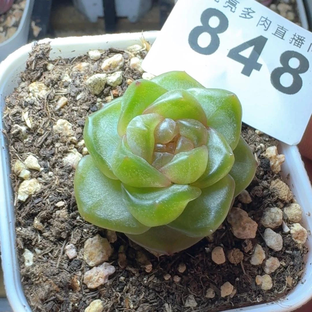 宫花  精美多肉植物