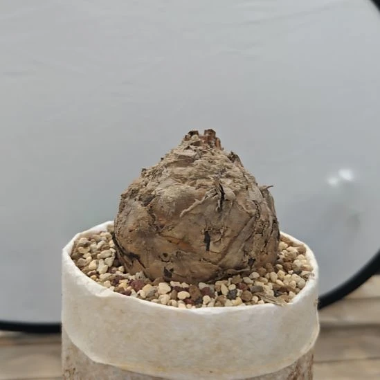 蓝棘小铁块根植物