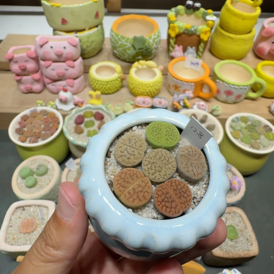 蘑菇291富贵彩拼富贵