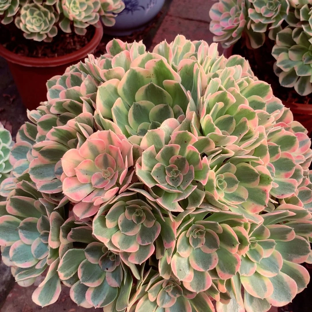 妖月捧花，多肉植物