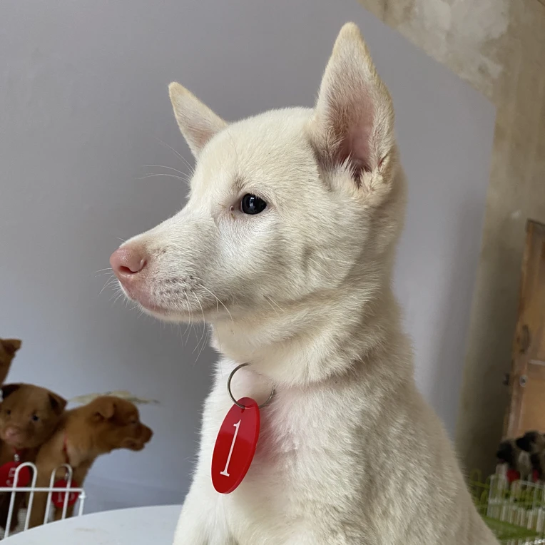 白猎中华田园犬五红犬