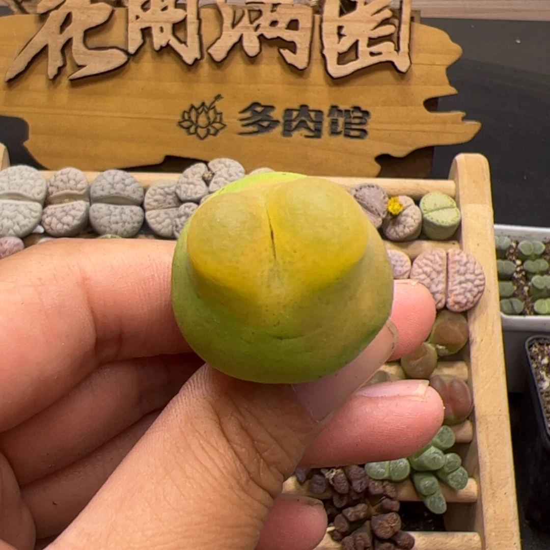 【闪购商品】玛****啦0000000023