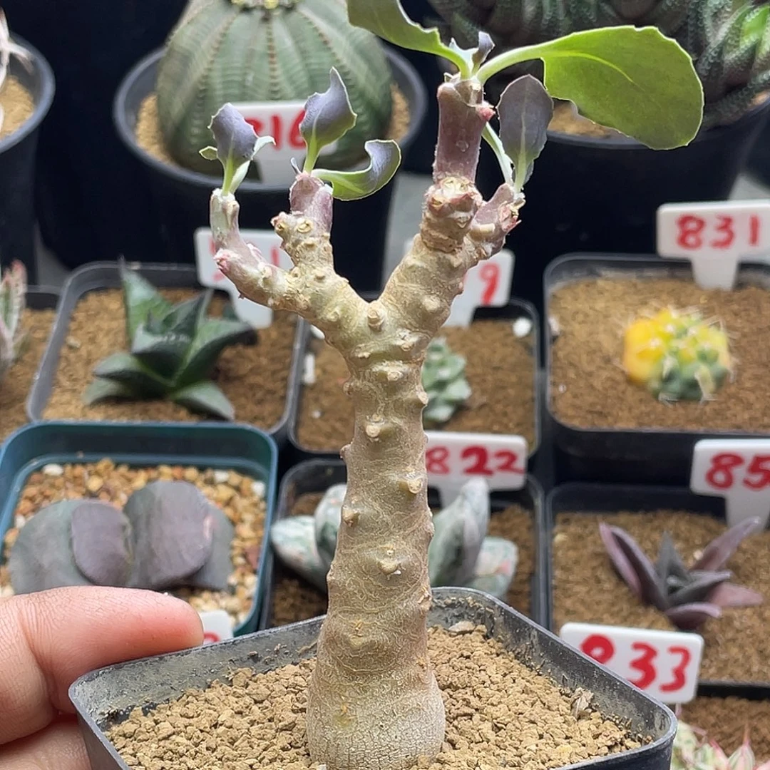 实生紫背美尻厚敦菊杂交