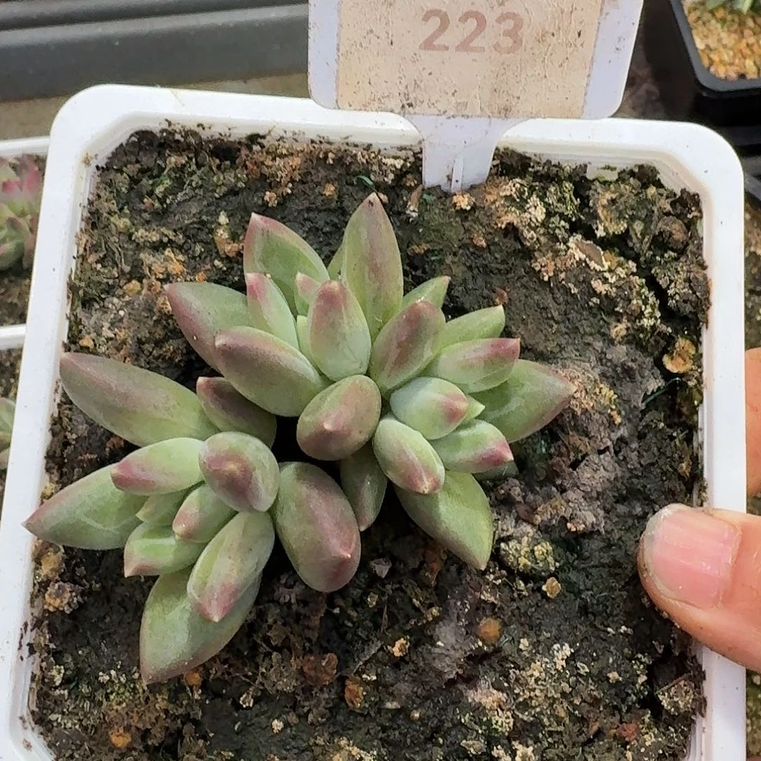 郁金香1234567891011