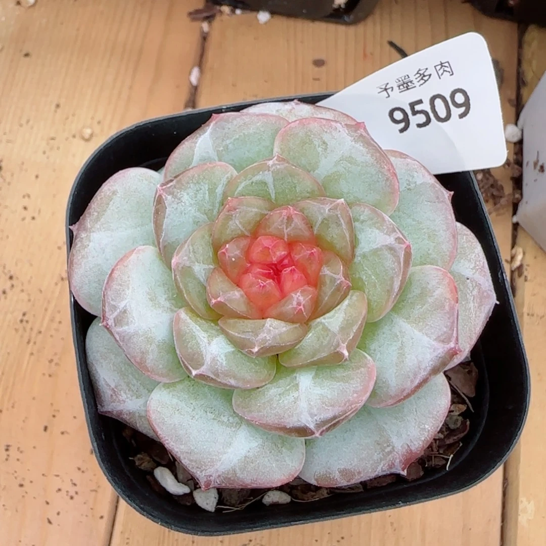 红莓，9509多肉植物