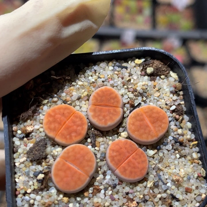 Zzz精品生石花383