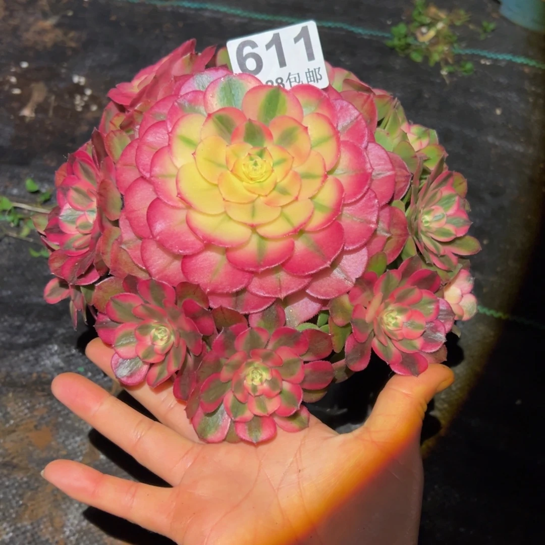 多肉植物611荔枝的