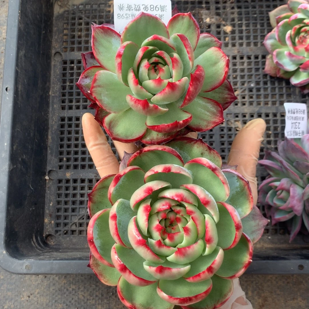 2326号多肉植物惊鸿11厘米