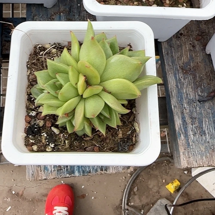 青蛙王子儿童牙膏111