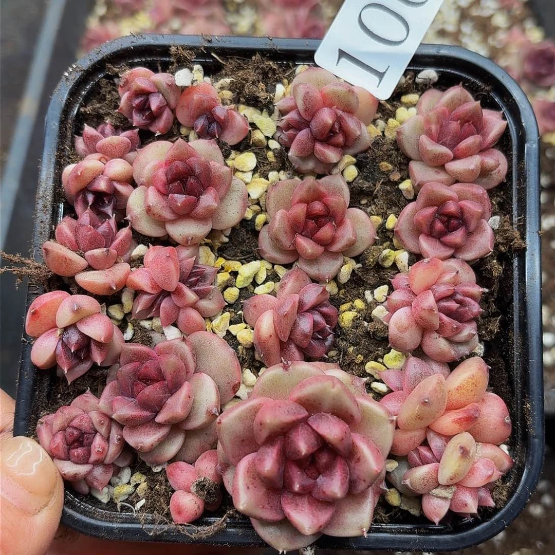多肉植物多肉植物1002