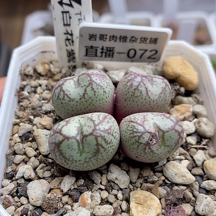 岛田种源白花紫猴4头群