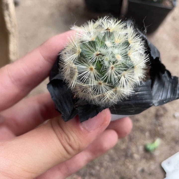当前无花栽培后可以开花032仙人球植物植物